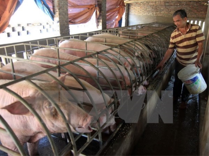 Hộ nông dân ở Thanh Hóa thu lãi 200 triệu đồng mỗi năm từ nuôi lợn. (Ảnh: Vũ Sinh/TTXVN)